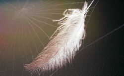 Lightweight feather stuck in a cobweb
