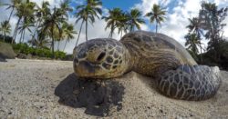 Sea turtle resting on sand with palm trees in background