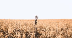 person's hand over brown floral field during daytime