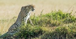 A cheetah uses a termite mound to get a good vantage point to look for the next meal. Masai Mara, Kenya.