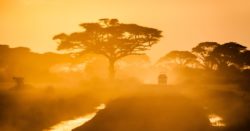 car passing between the trees on safari in Amboseli national park, Kenya