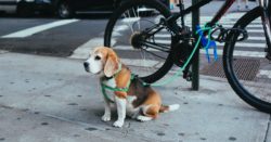 Brown and white beagle puppy sitting and waiting next to a resting bicycle