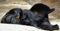 Black bear covering the eyes with a paw