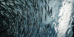 Large school of fish circling around