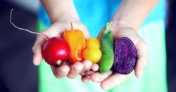 Two hands holding a variety of colorful vegetables