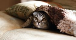 Kitten hiding under the blanket