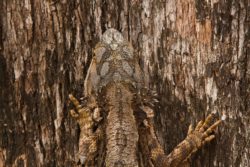 The Camouflage of an Eastern Bearded Dragon (Pogona barbata) blends almost perfectly with its environment.