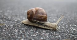 A picture of a snail illustrating slow movement