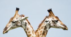 Two giraffes looking in the opposite directions illustrating the dual-write concept
