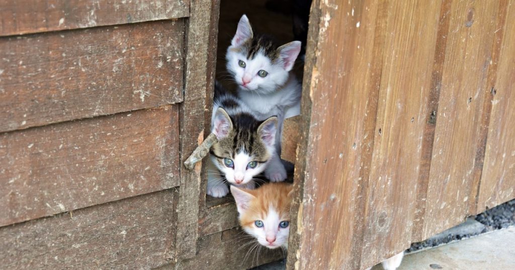 mda-power-platform-dynamics-crm-tip-of-the-day