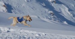 Search and rescue dog running across snow field